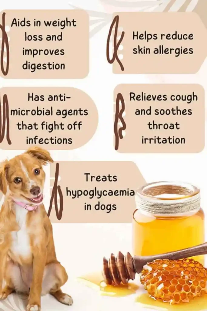 Raw Honey for Dogs