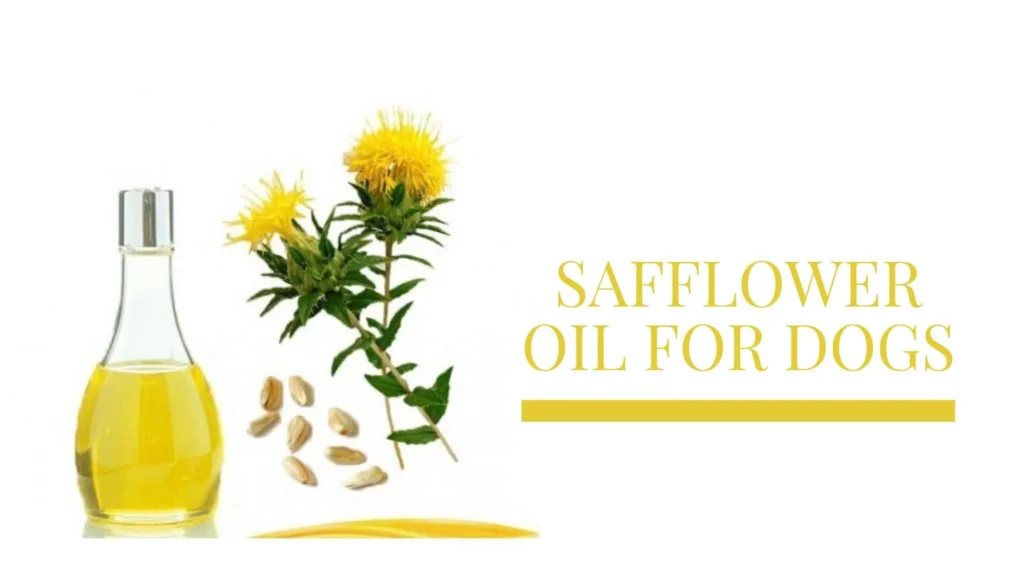 Safflower Oil For Dogs
