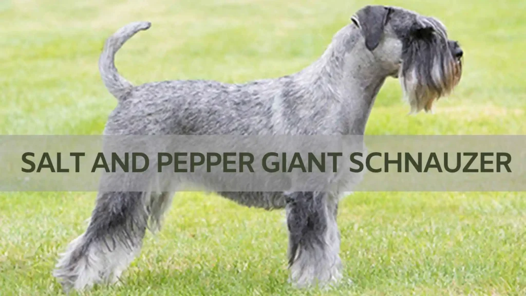 Salt And Pepper Giant Schnauzer
