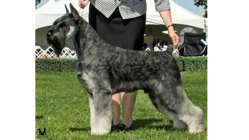 Salt and Pepper Giant Schnauzers in Dog Shows