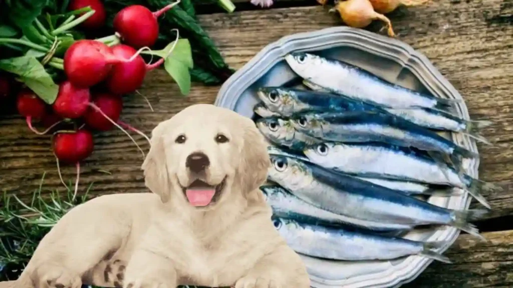 Sardines for dogs