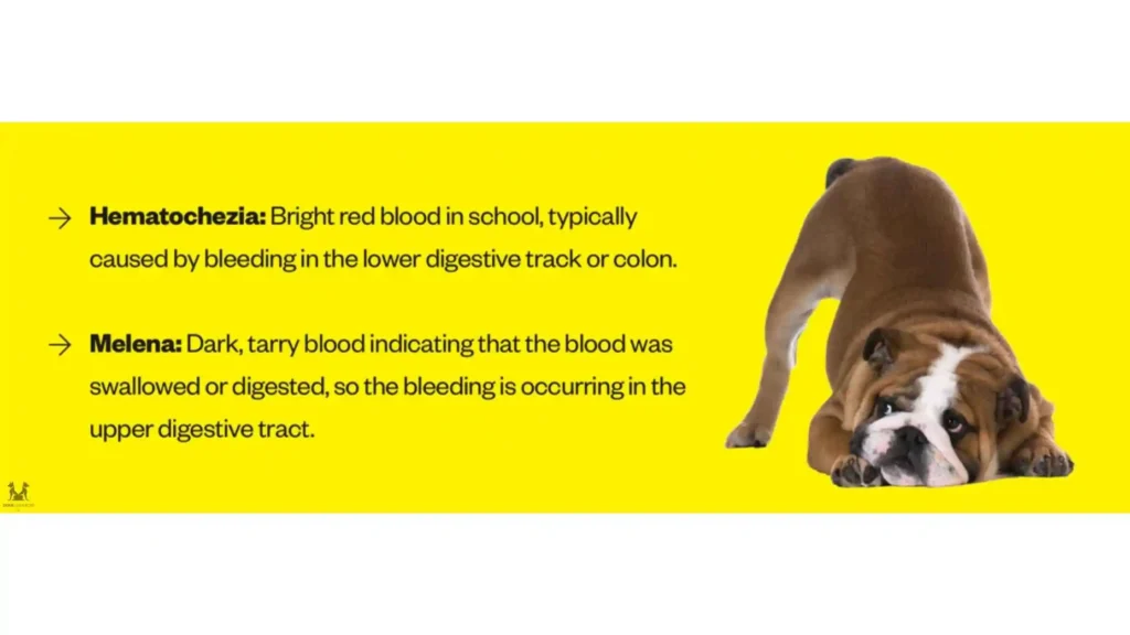 Hematochezia vs. Melena in Dogs