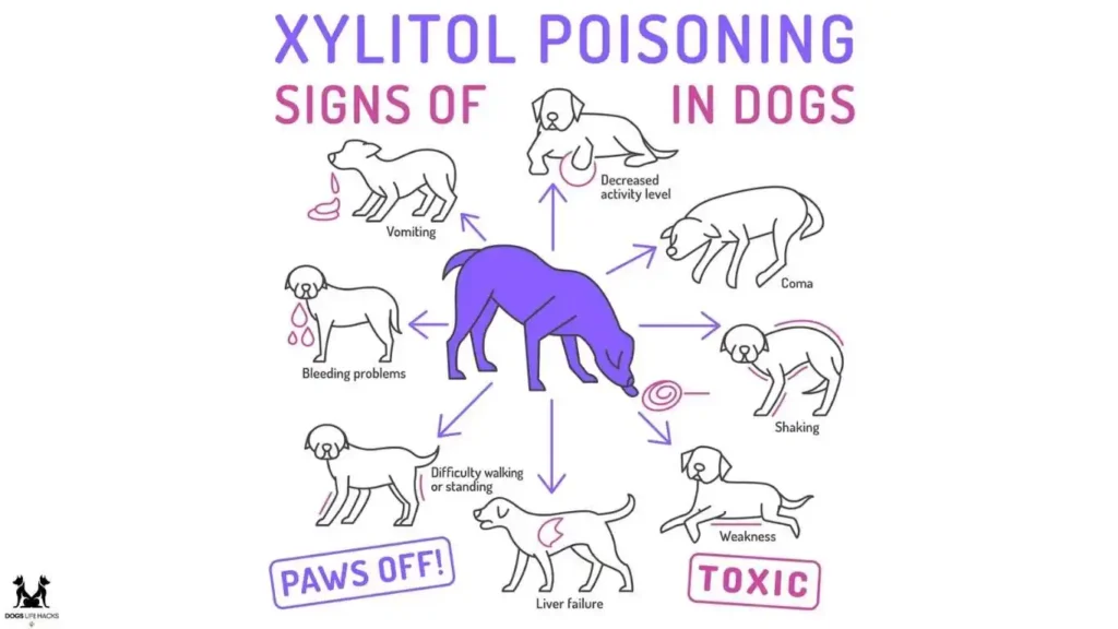 Symptoms of Xylitol Toxicity in Dogs