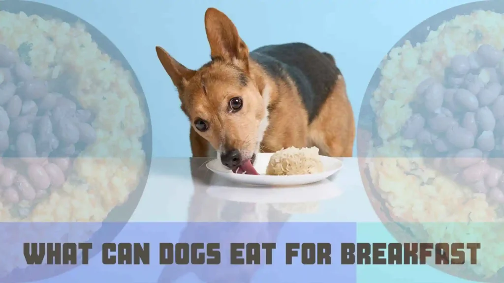 What Can Dogs Eat For Breakfast
