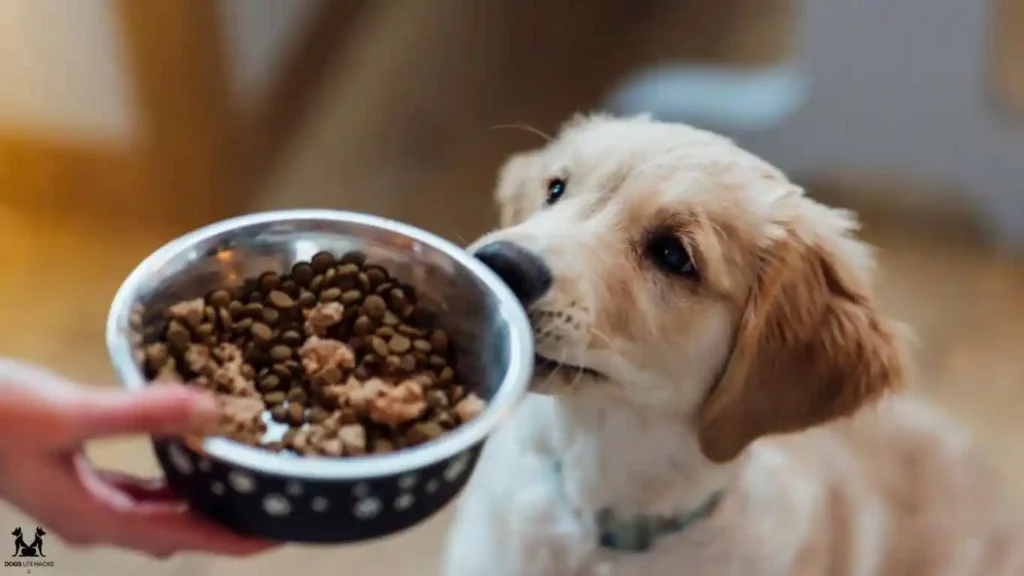 What To Feed Dogs With Special Dietary Needs