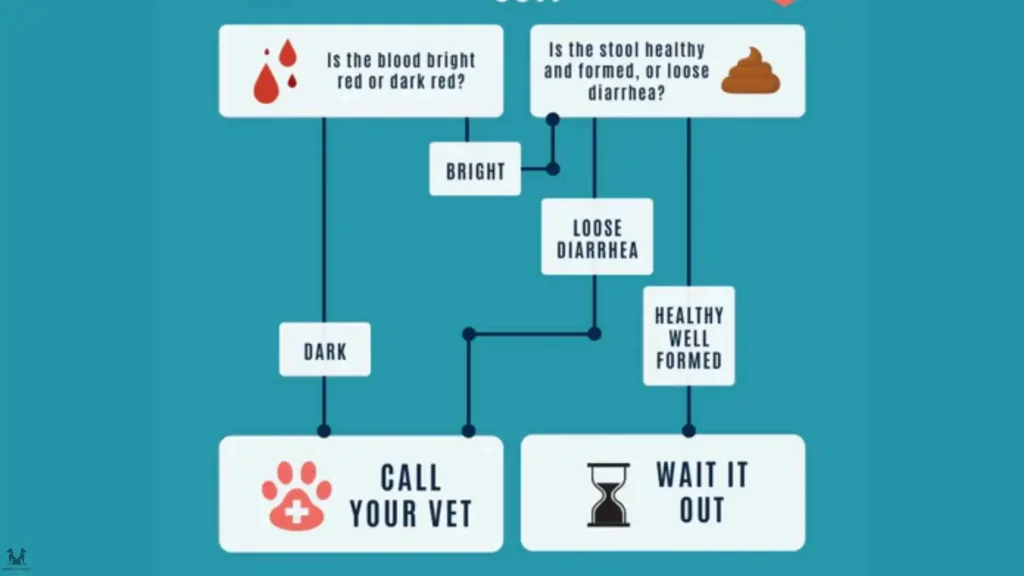 When to Seek Veterinary Care for Hematochezia in Dogs