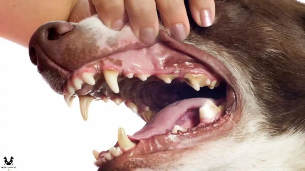 Why is Gum Dangerous for Dogs to Eat