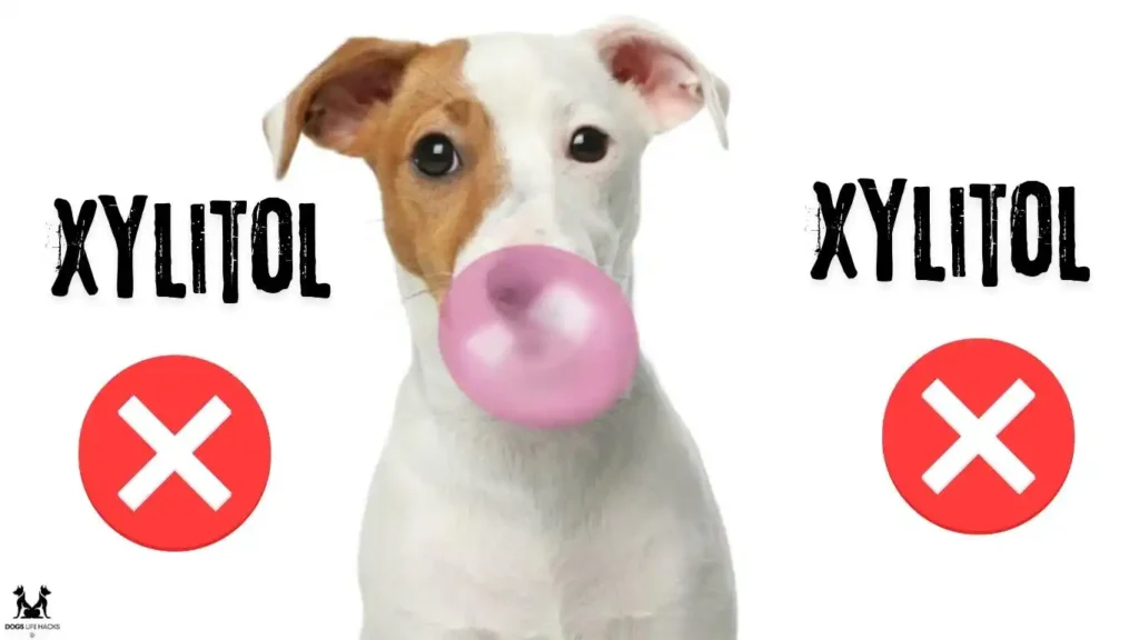 What Happens If a Dog Eats Gum Containing Xylitol?