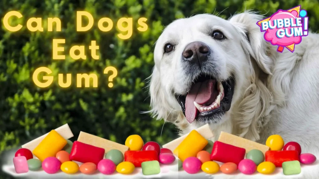 can dogs eat gum