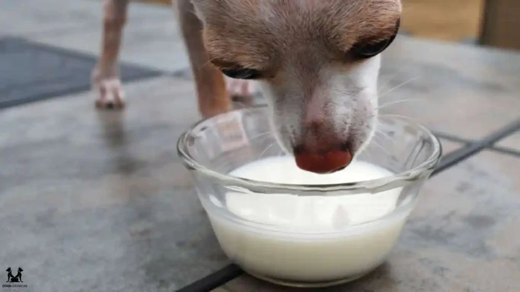 milk for dogs