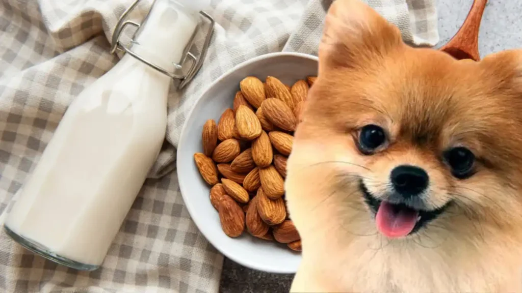 Almond Milk for Puppies