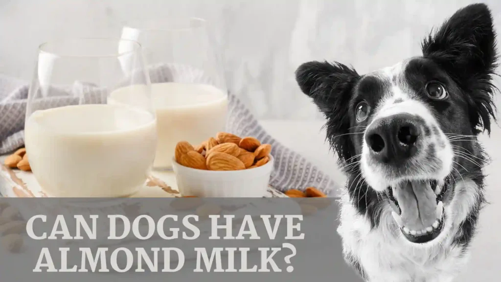 Can Dogs Have Almond Milk