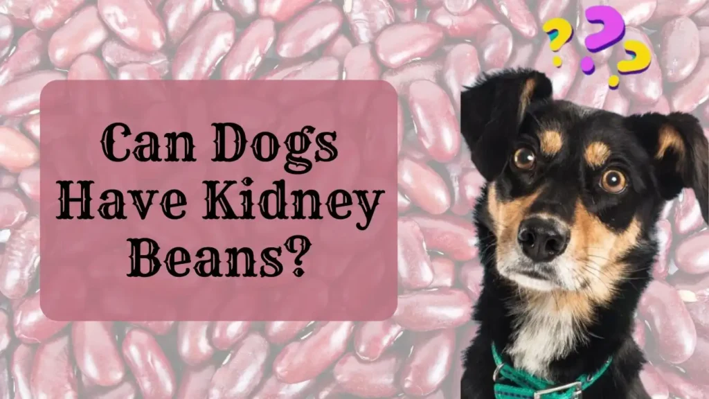 Can Dogs Have Kidney Beans