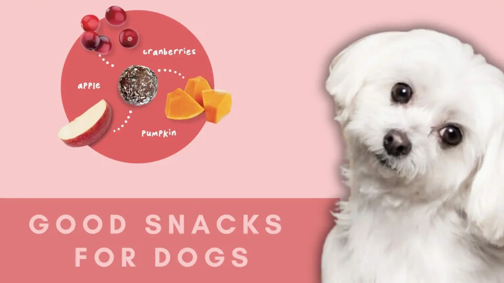 Good Snacks For Dogs Banner