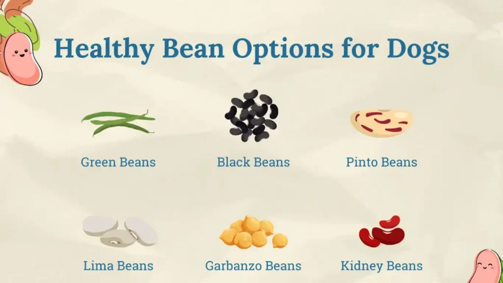  Kidney Beans Healthy for Dogs