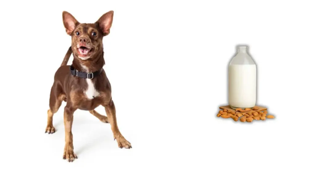 Almond Milk for Dogs