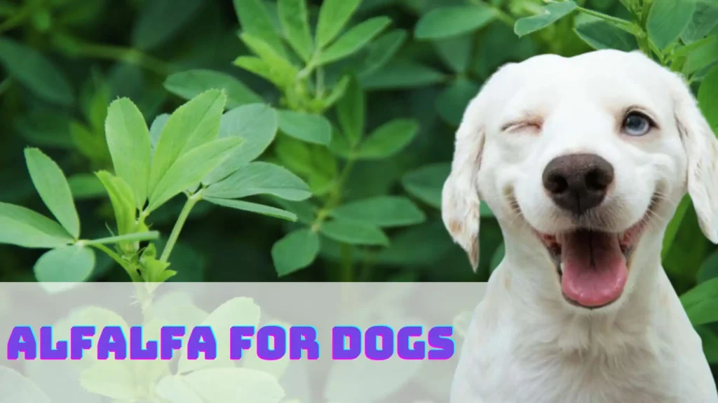 Alfalfa For Dogs