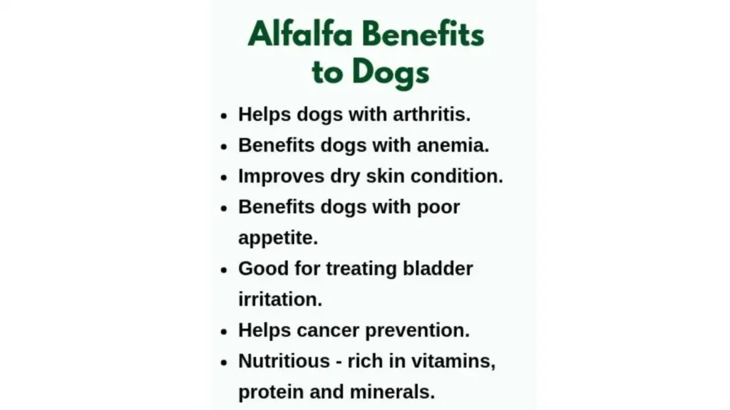 Benefits of Alfalfa for Dogs