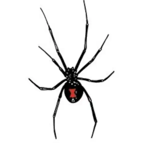 Black Widow Bite in Dogs