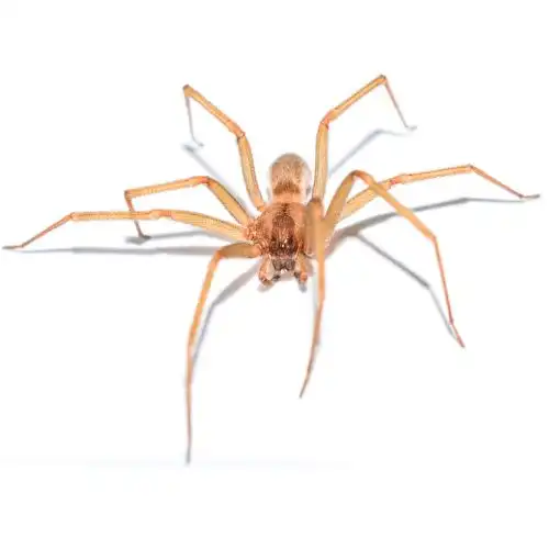 Brown Recluse Spider