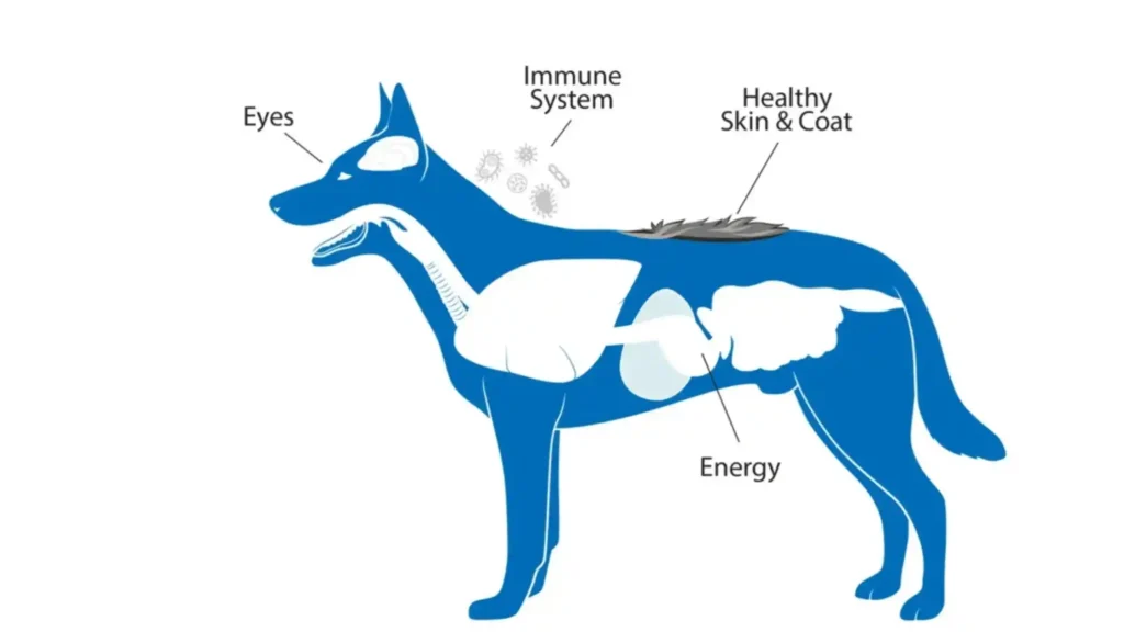 Dog’s Immune System with Zinc