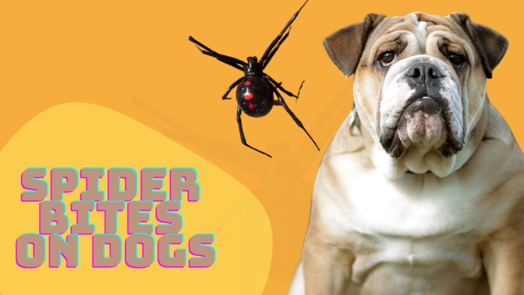 Spider Bites on Dogs