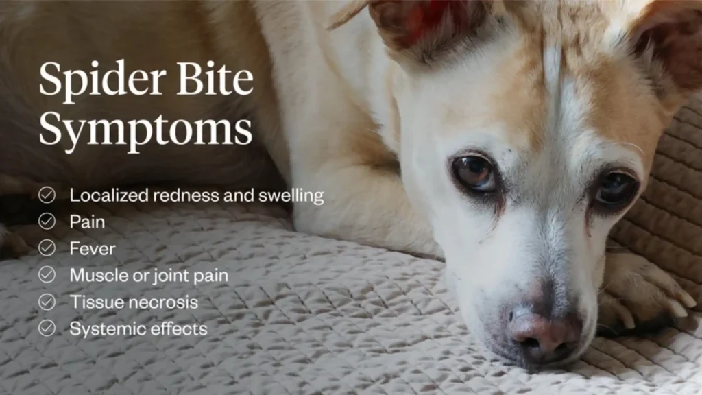 Symptoms of Bites in Dogs