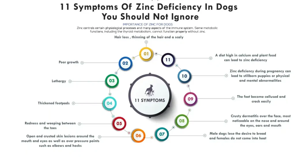 Zinc Deficiency in Dogs