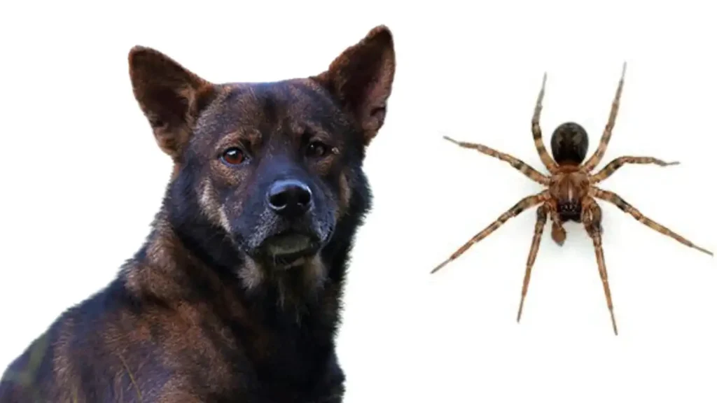 How to Treat spider Bites on Dogs at Home